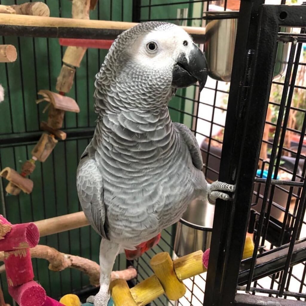 8d956d85 705e 43b2 accc 7b47f0e8d914