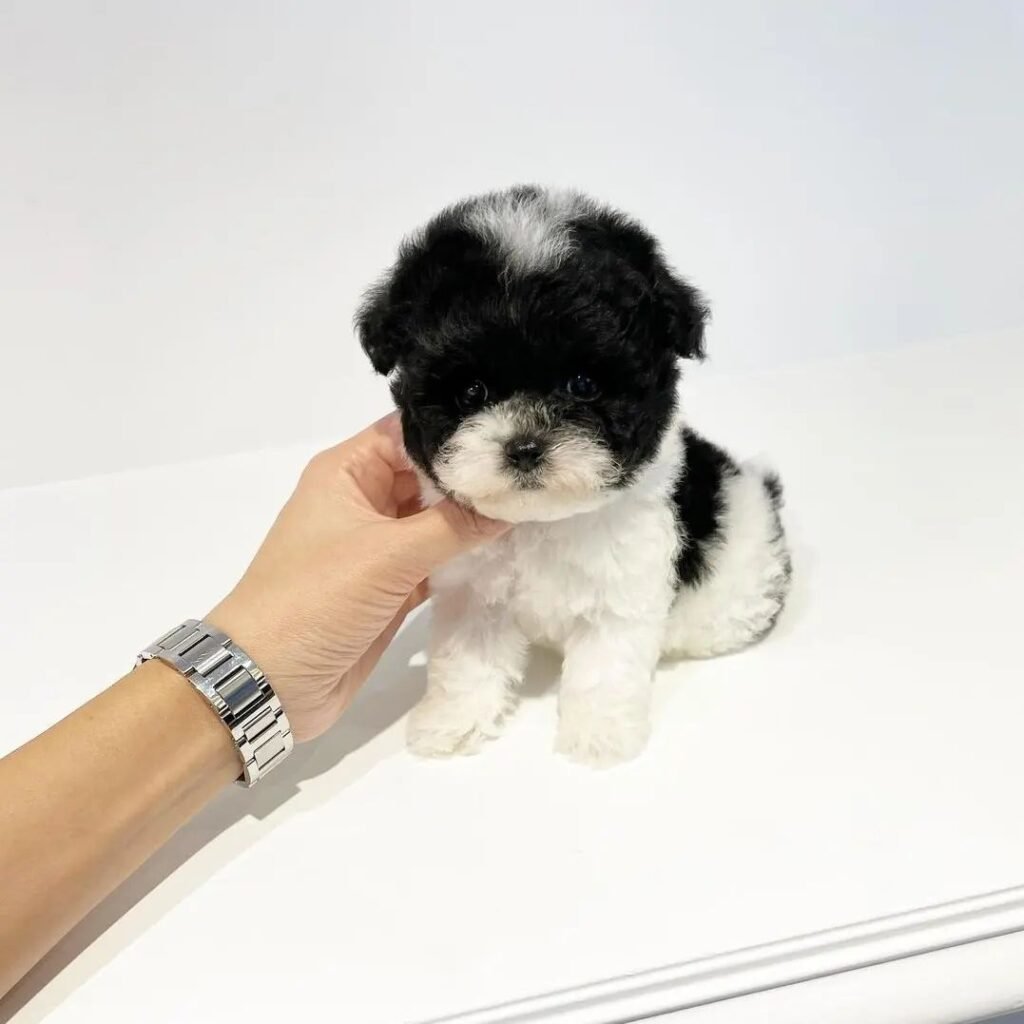 273509906 427030085870592 6403378767275732953 n