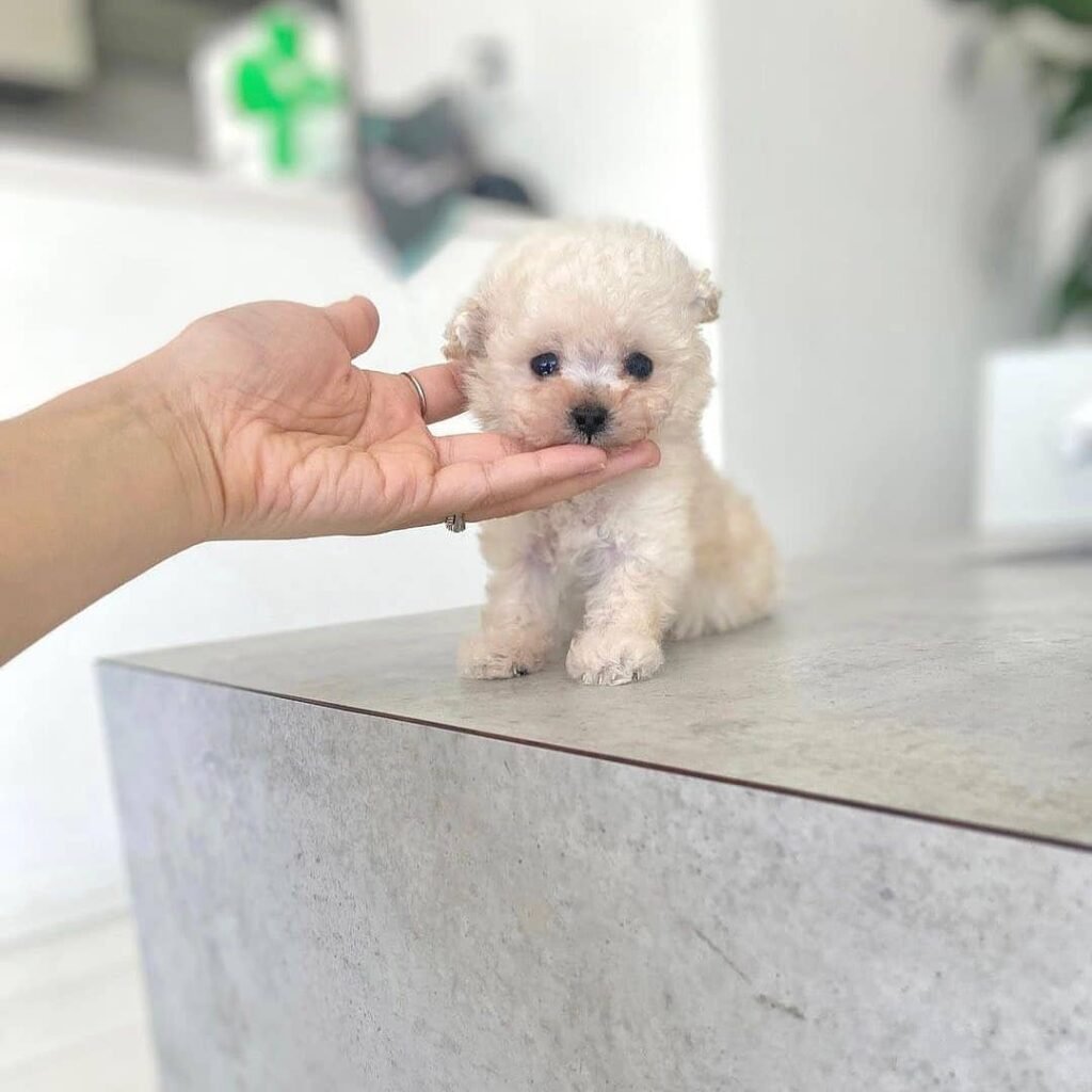 290577569 1703366446708184 4241750831312594206 n