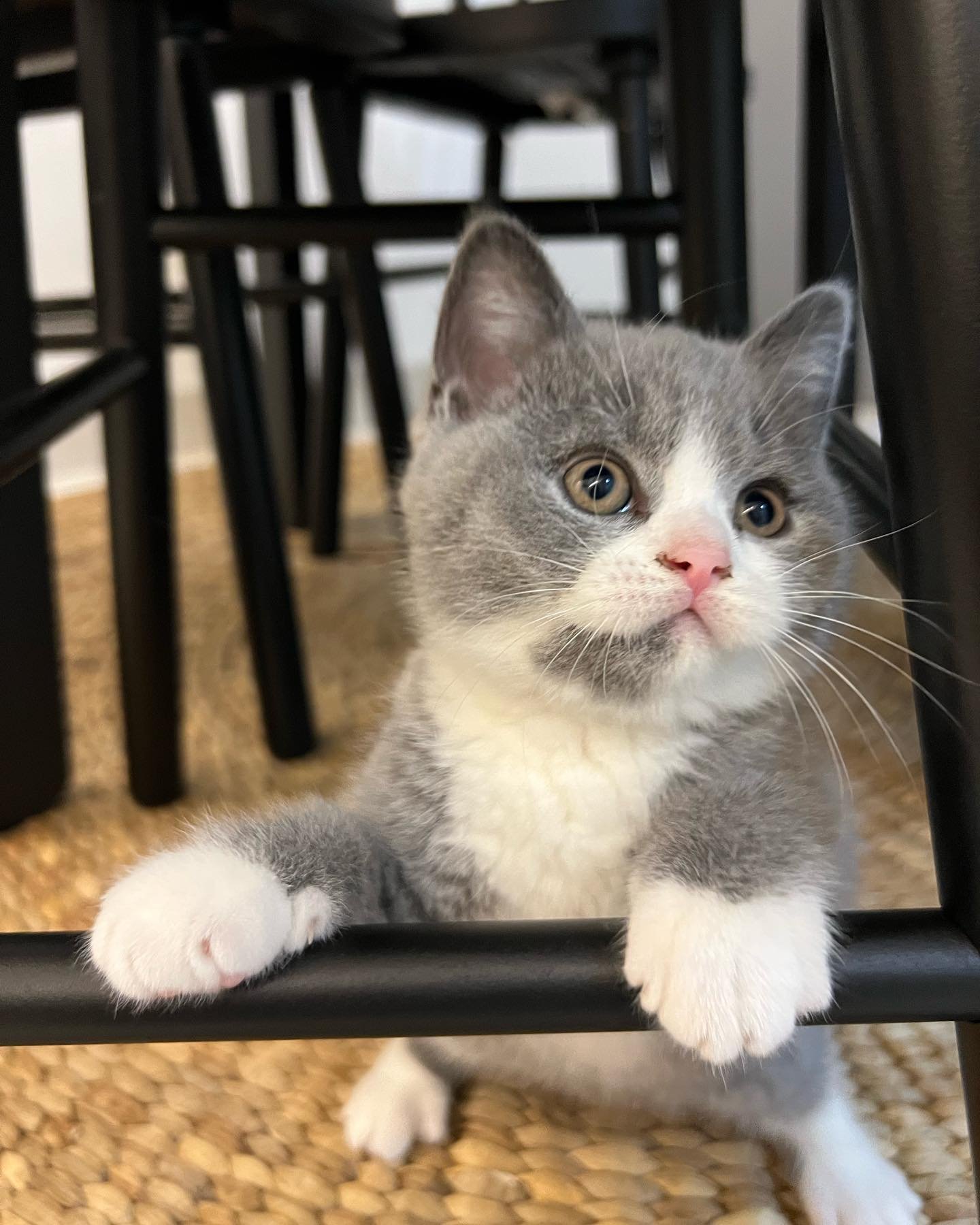 299612338 610197037491804 3781550093526728429 n