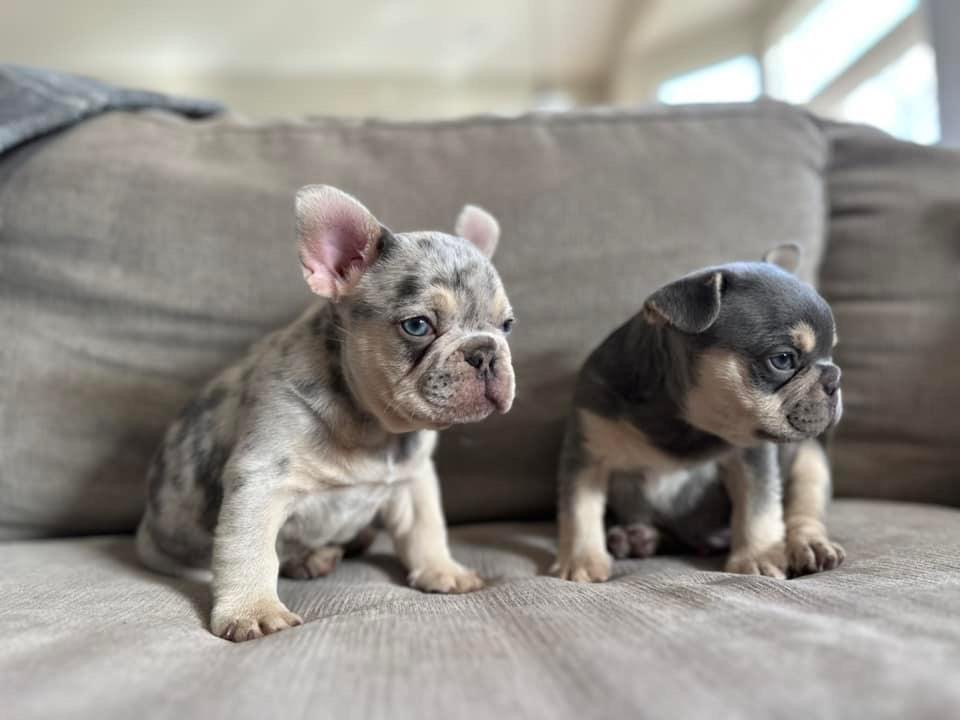 425ecf6d 7398 4614 80f9 a55b81928228