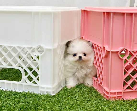 6ea182 091c2d702a7e4bfb81d2804c40a4a2aa~mv2