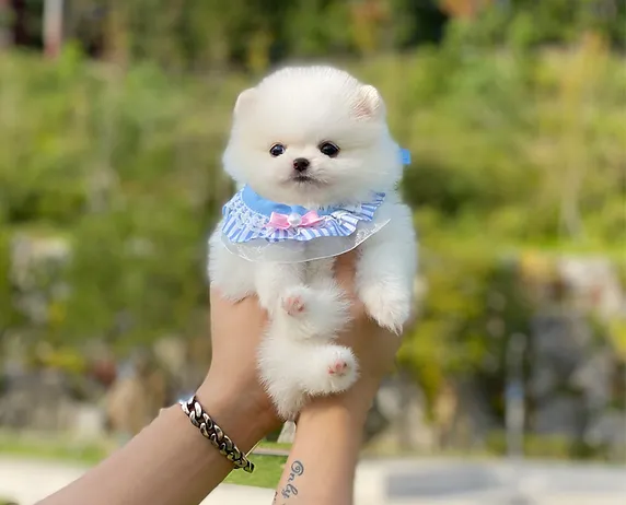 6ea182 349b2a2987154e2185367ef17cff06c6~mv2