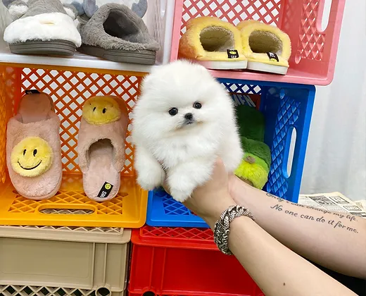 6ea182 804d429022d343fbb697d95f3006d928~mv2