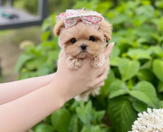 6ea182 817293b887ca4151bec446e642df6855~mv2