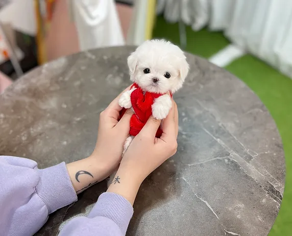 6ea182 9374d1090cd645f48c9186f93b628bf6~mv2