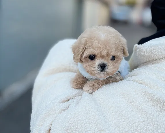 6ea182 aec46141af614e81b125a5498262d63e~mv2