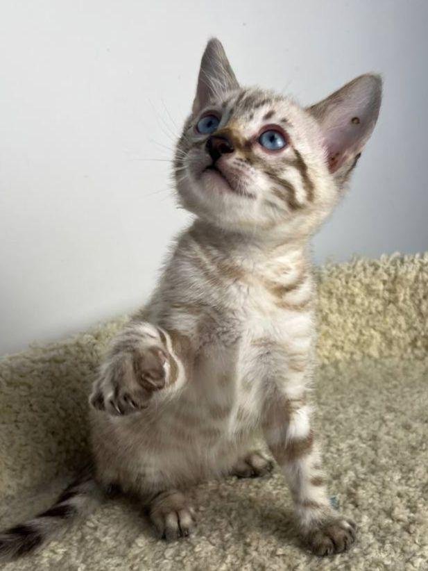 whatsapp image 2025 10 15 at 09.29.41 c094b2ca