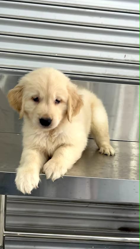 whatsapp image 2025 10 20 at 13.17.16 6d6828fa