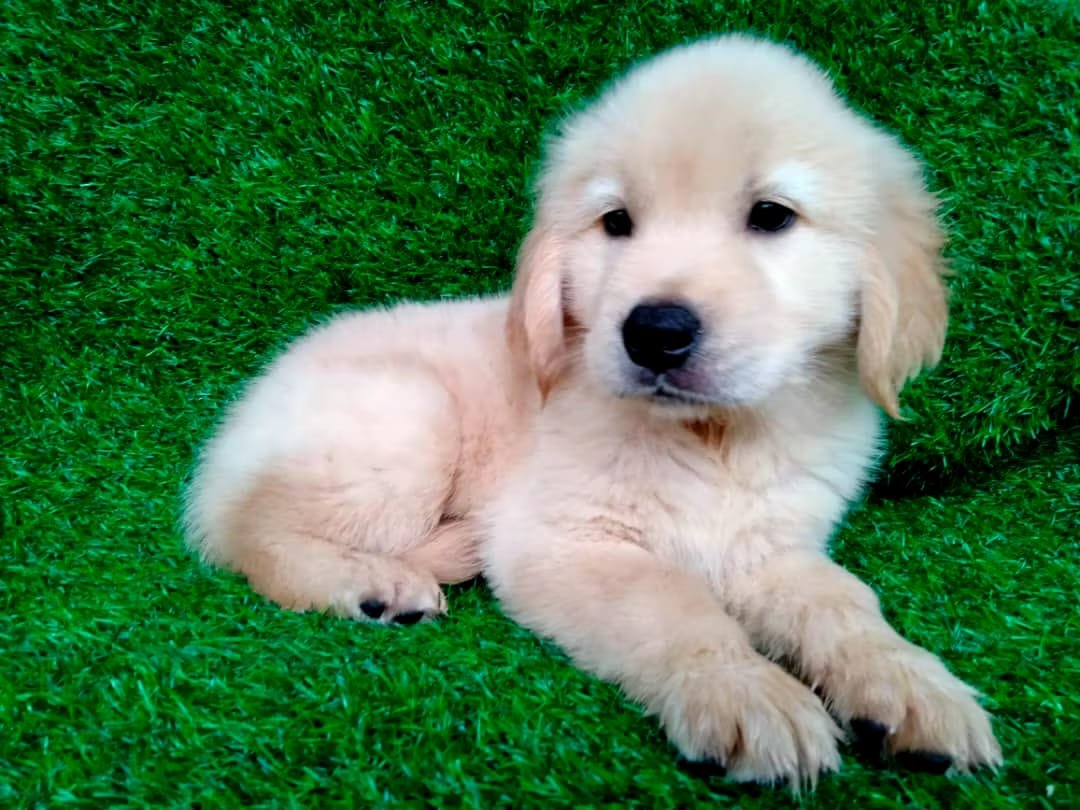 whatsapp image 2025 10 20 at 13.18.55 56944aef