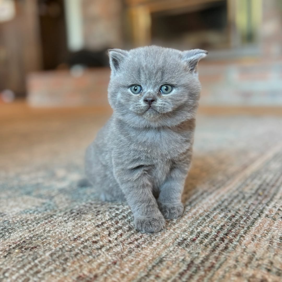 downloadgram.org 487400471 18179333467316410 7334168893775303545 n(2)